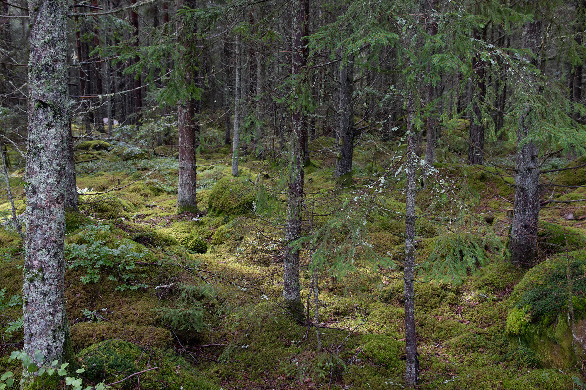 Moos und Heidelbeeren statt Unterholz