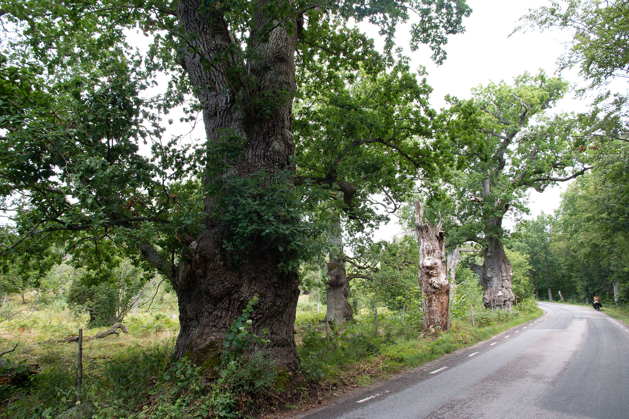 Eichen im Grindstugans Naturreservat